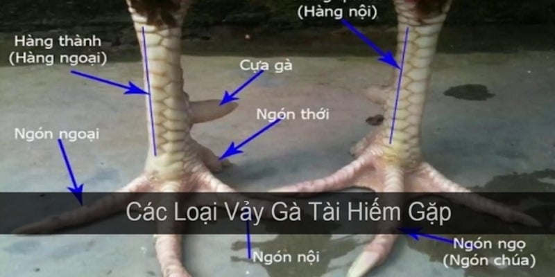 Cách xem vảy gà chọi: Hướng dẫn chi tiết cho người chơi gà 3 Những bước luyện tập để thành thạo cách xem vảy gà chọi