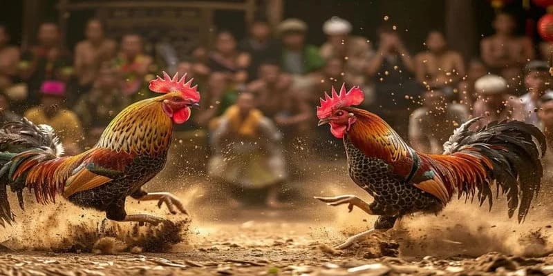 Đá gà trực tiếp 88: Trải nghiệm đá gà trực tuyến đỉnh cao 3 Top 5 địa chỉ đá gà trực tiếp 88 uy tín nhất hiện nay