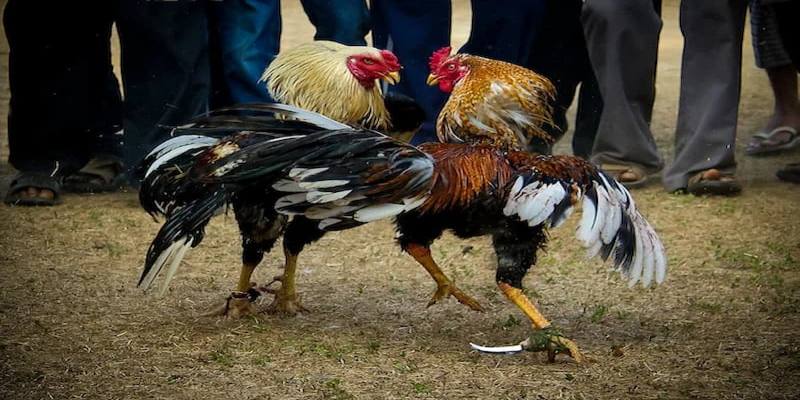 Đá Gà Cựa Dao: Tất Cả Những Điều Cần Biết 2 Hướng Dẫn Cách Chọn Cựa Dao Cho Gà Đá