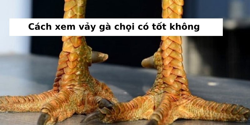 Cách xem vảy gà chọi: Hướng dẫn chi tiết cho người chơi gà 2 Các loại vảy gà chọi tốt và ý nghĩa của chúng